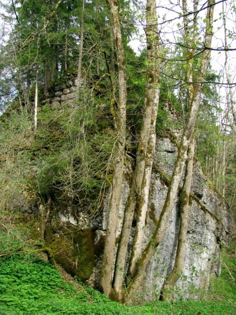 Baltenstein Castle (Ruin)
