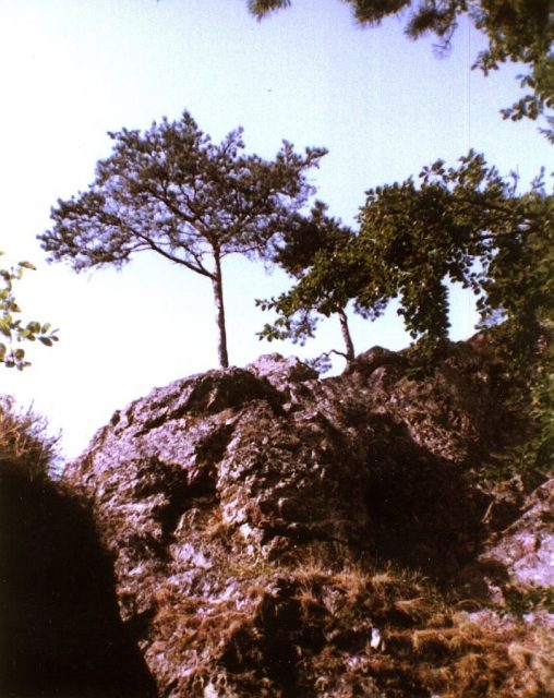 Burgruine Neu-Blumberg