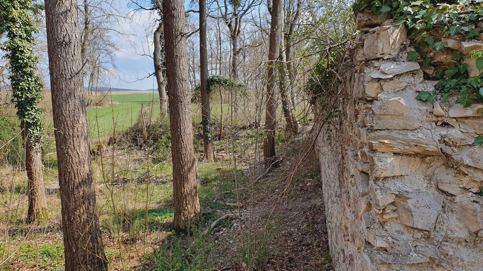 Ruines du château de Hassenberg